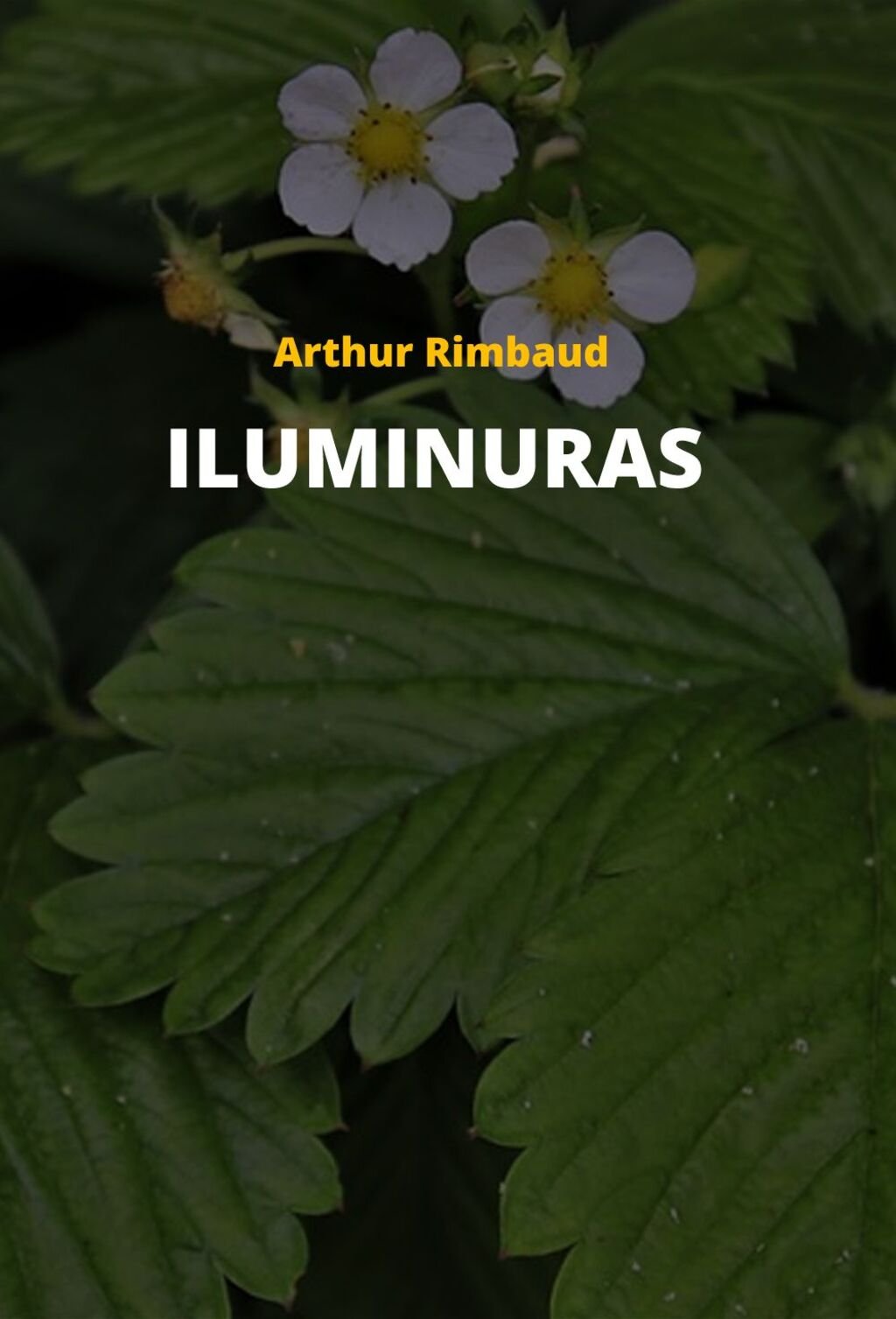 Iluminuras