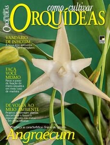 Como Cultivar Orquídeas