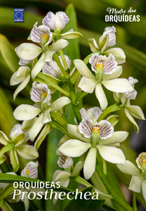 Mestre das Orquídeas