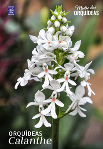 Mestre das Orquídeas
