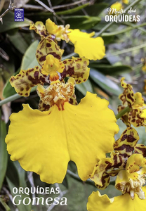 Mestre das Orquídeas