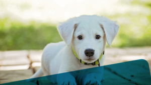 Como Cuidar do seu Animal de Estimação