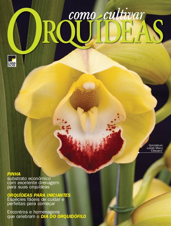 Como Cultivar Orquídeas