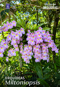 Mestre das Orquídeas